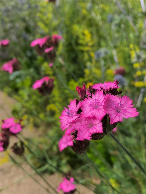 Loose perennial and biennial planting at Oxford Botanic Garden