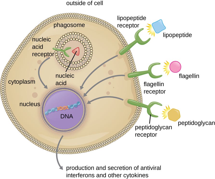 Pathogen Recognition and Phagocytosis | Microbiology