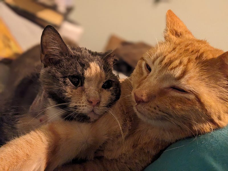 A small grey-tan-ish cat (Petra) lays her head on the front leg of a bigger orange cat (Jackson). They are both looking at each other.