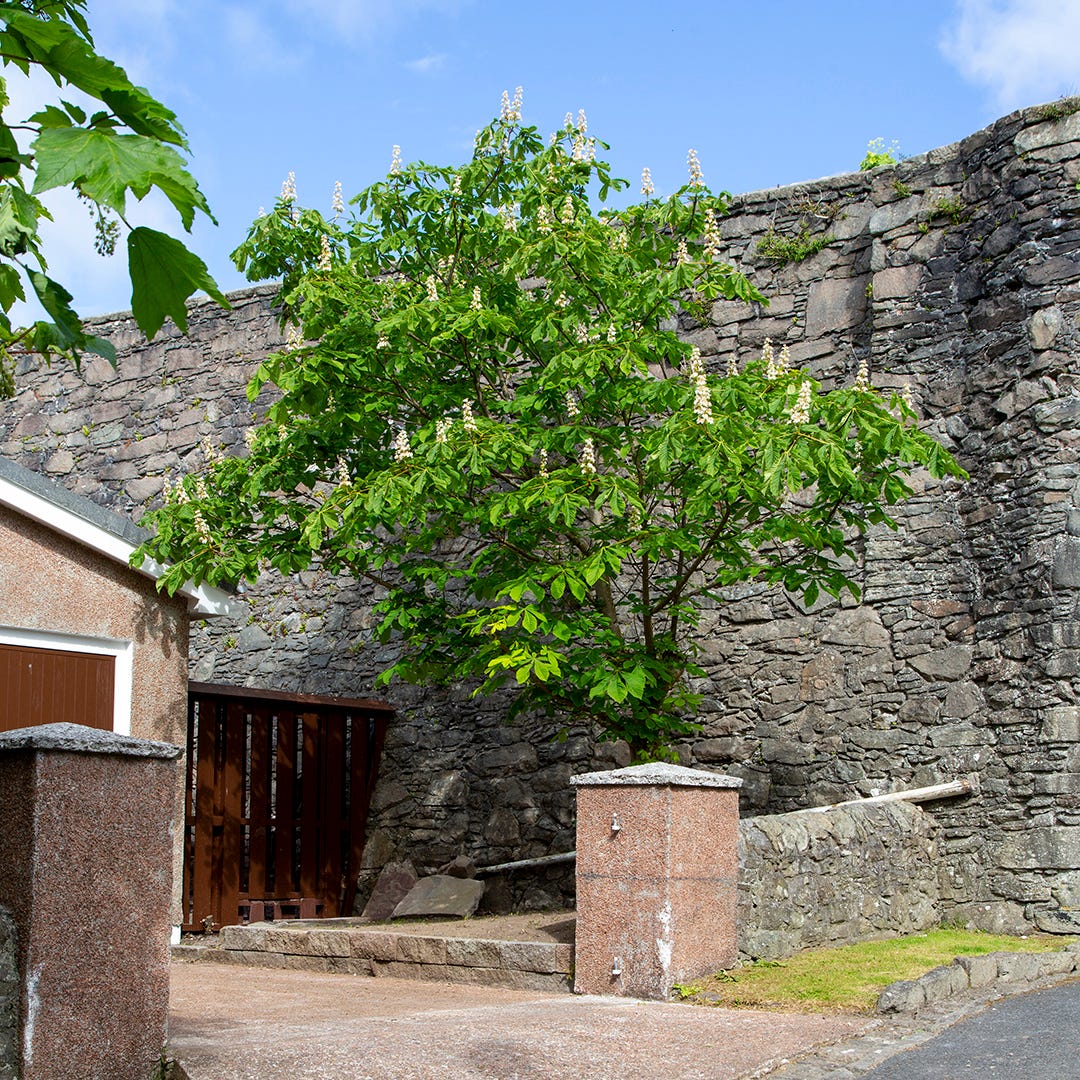 Horse chestnut tree, Lerwick