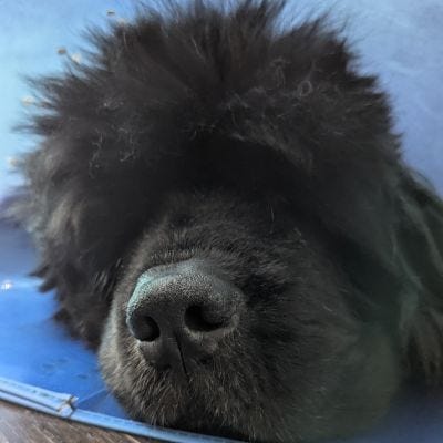 A calico cat, a black Newfie, and a grey tabby Maine Coon cat