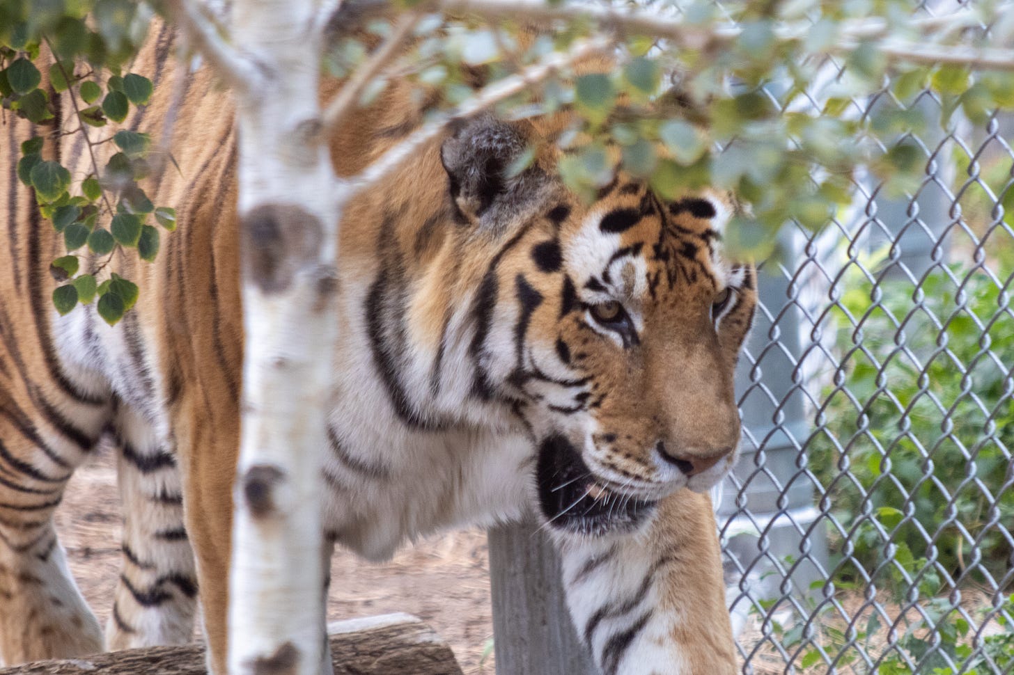 a tiger at the zoo