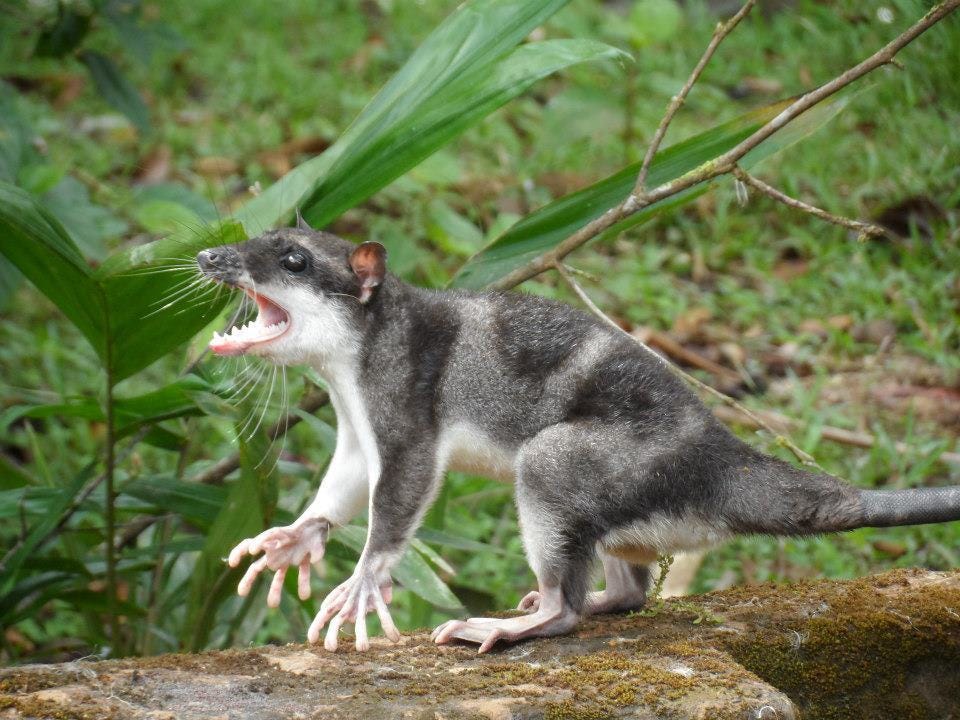 Water Opossum (Common Large Mammals of Honduras) · iNaturalist