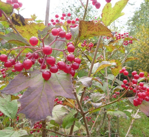 Images of young cramp bark leaves, white flowers, red berries and shrub