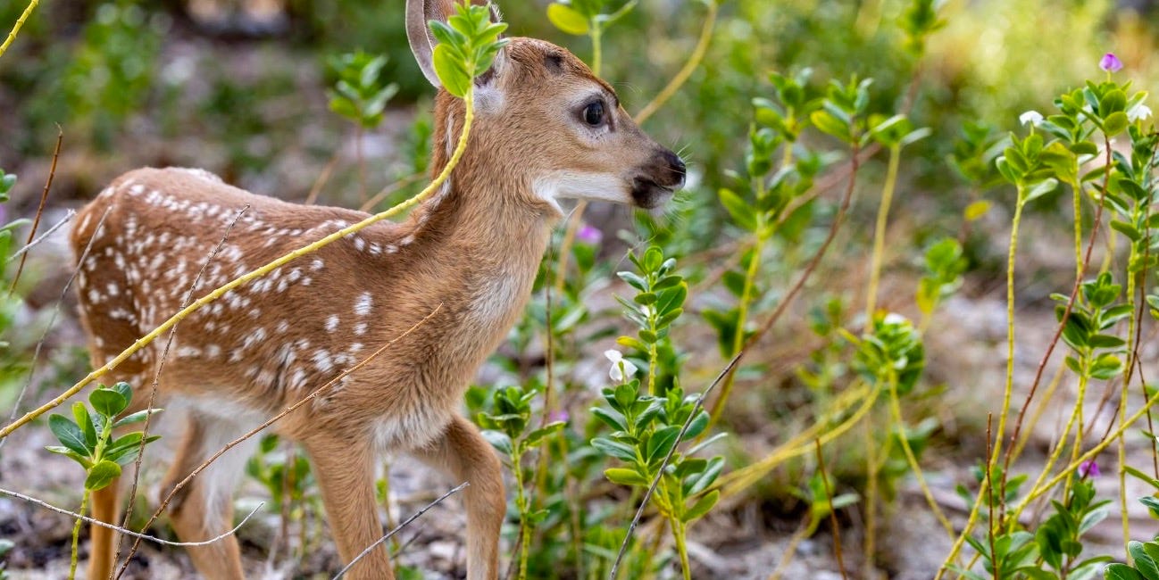 Key Deer Safely Relocated from College of the Florida Keys Property