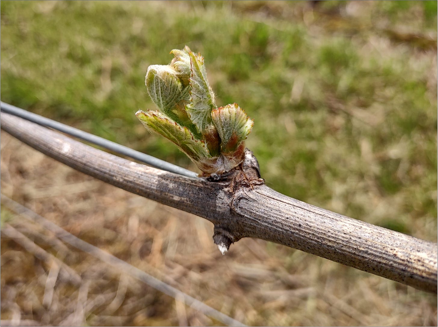 Wadenswil Clone Pinot Noir bud break, Vintage 2023.