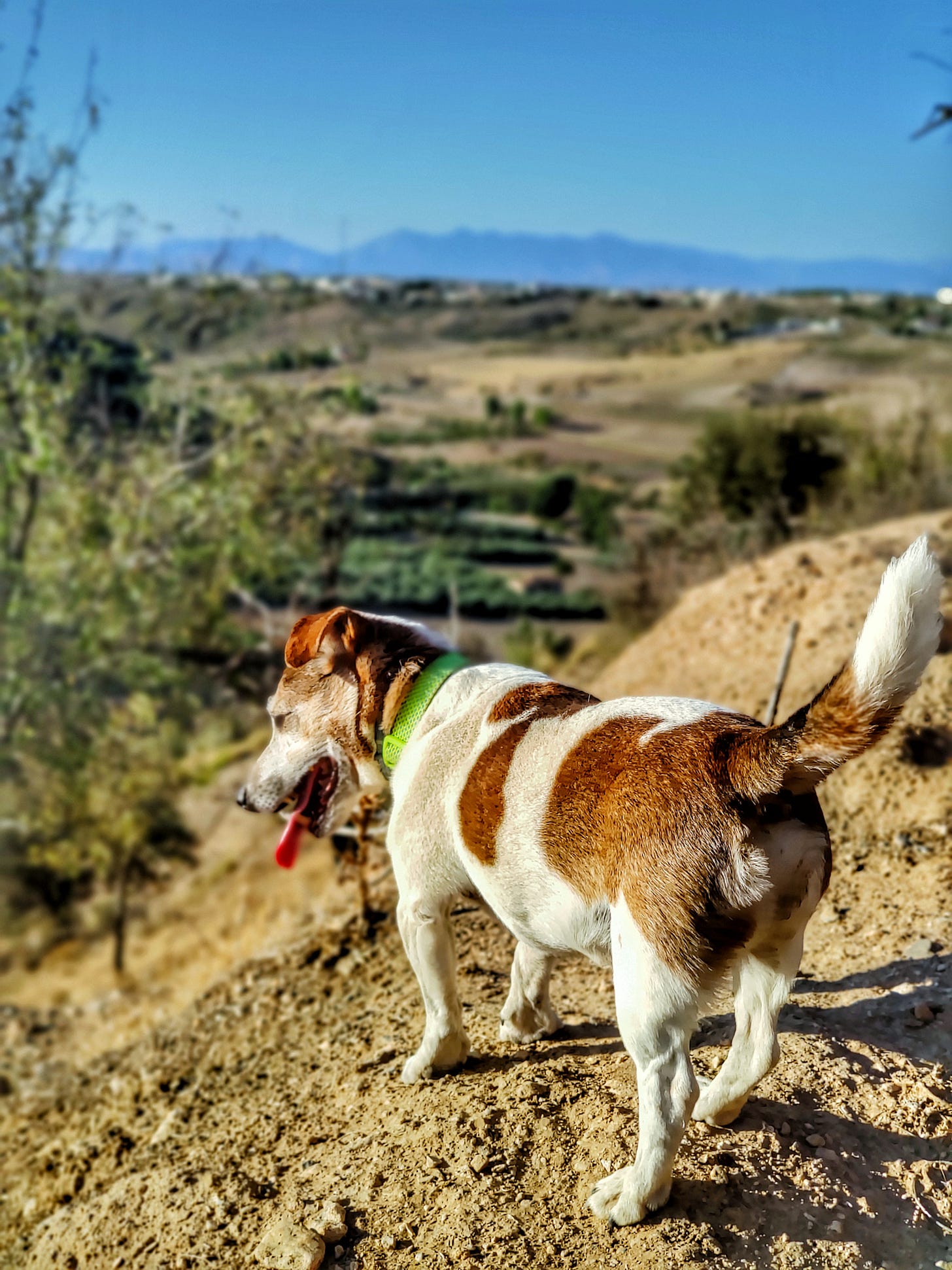 Buster looking at everything but the camera