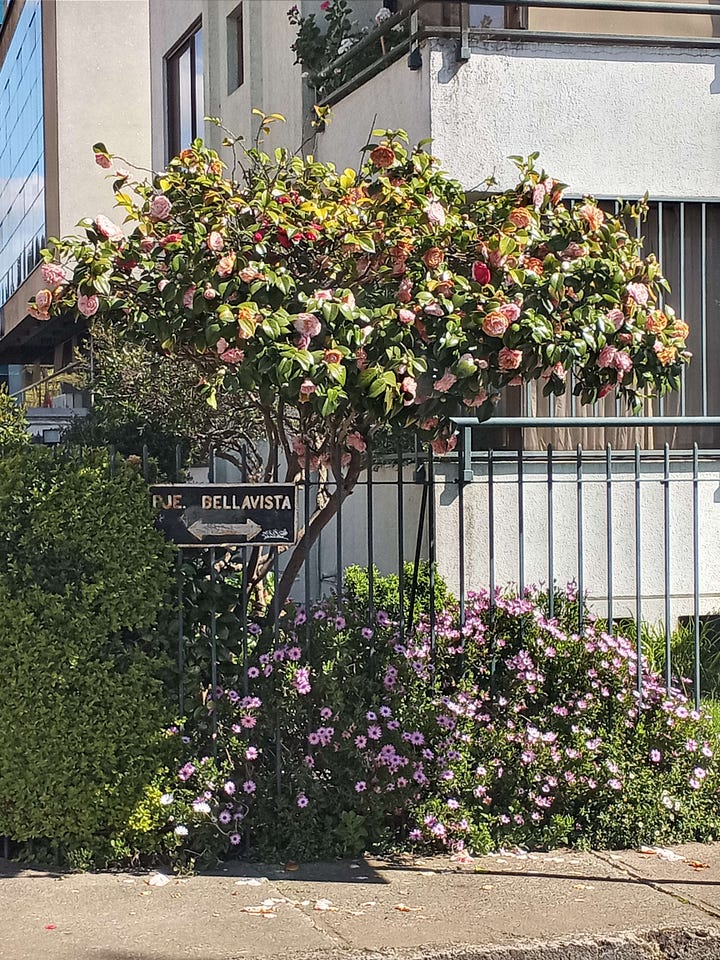 Flowers blooming in springtime