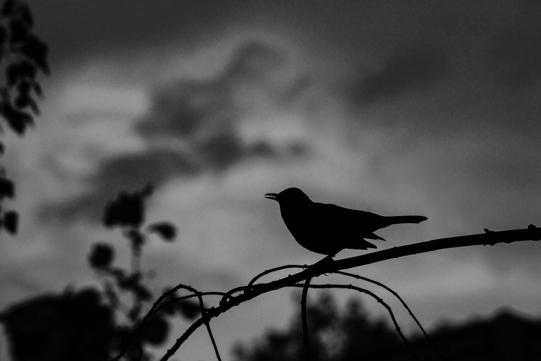silhouette of bird perched on tree
