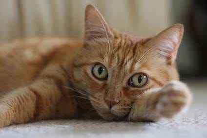 A cat lying on the floor

AI-generated content may be incorrect.