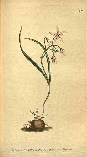 From the Spring Foraging Cookbook: Spring Beauty and Strawberry Spinach