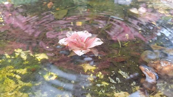 Story Pin image Story Pin image