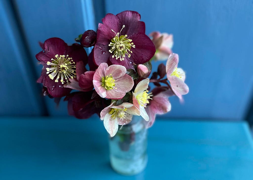 Hellebore posy, Sixburnersue Hellebore posy, Sixburnersue