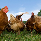 The mysterious case of human avian flu 