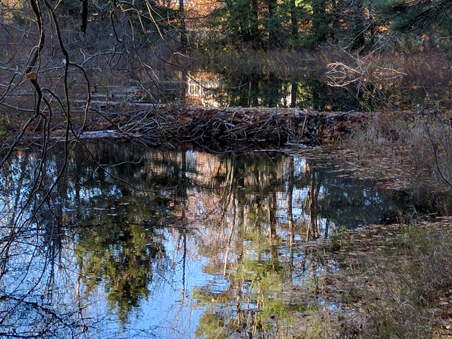 beaver dam