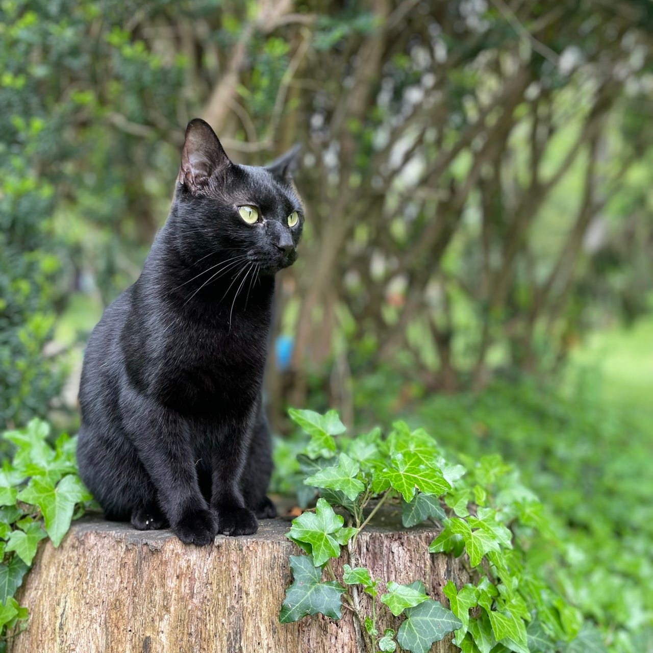 Music Is Only Imagined Here