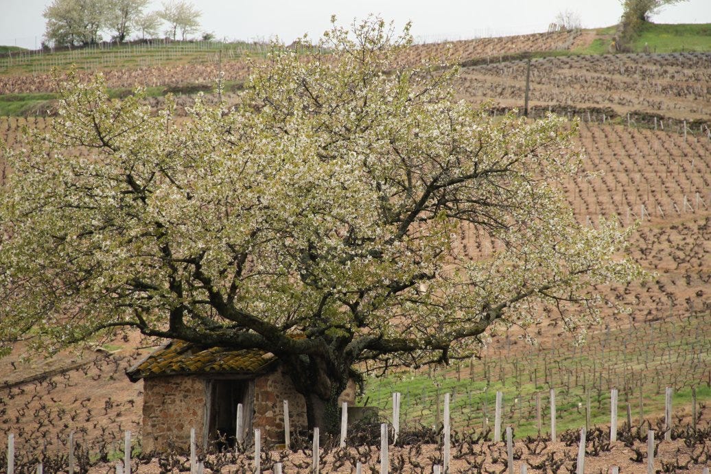 Vineyards in Moulin-a-vent Vineyards in Moulin-a-vent