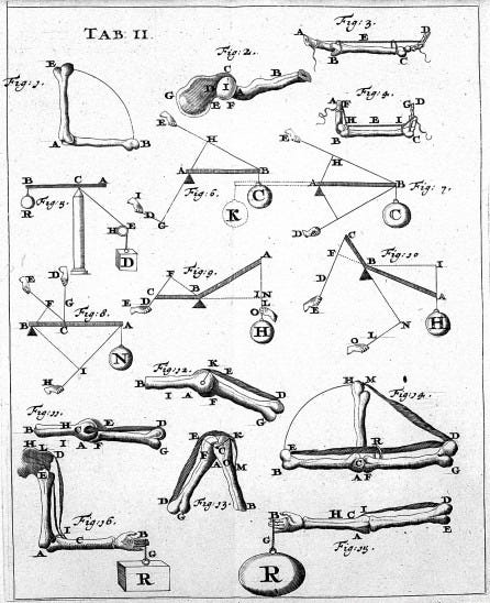 Biomechanics - Wikipedia