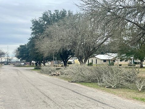 Photos of the piles of branches that were removed from the trees.