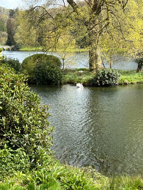 Trees at Stourhead Garden, Wiltshire.