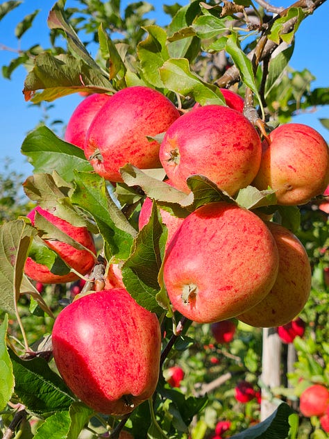 Kent orchards, Sussex coast, Old Hastings & Dungeness