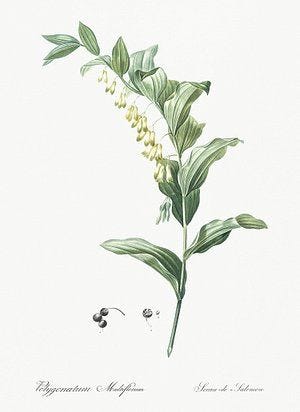 From The Spring Foraging Cookbook: Solomon&rsquo;s Seal and Sorrel