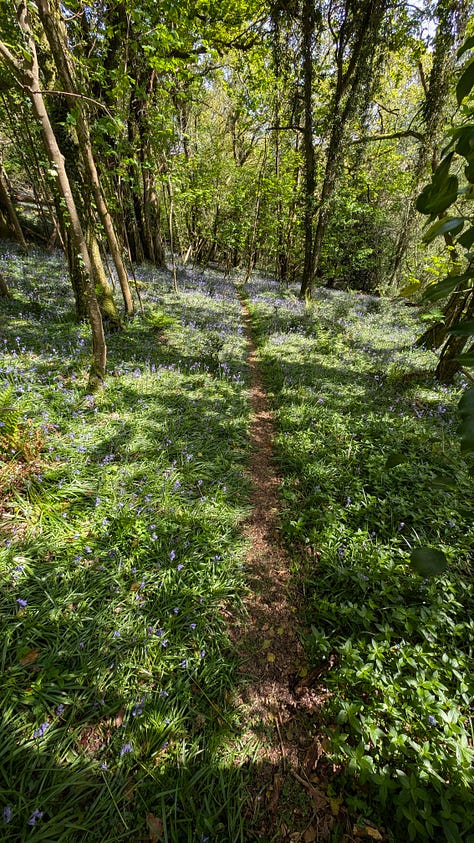 A shady woodland in spring with bluebells and orchids