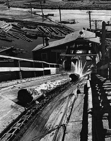 Logs are carried from the storage pond to the upper level of the sawmill on a bull chain, or jack ladder. Jets of water wash dirt and grit from the logs before they are sawed.