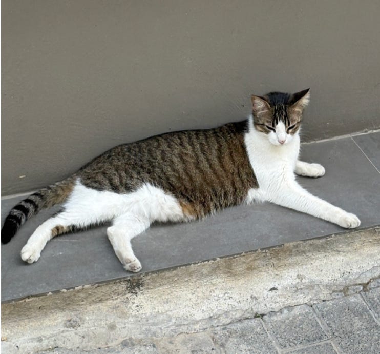 brown cat with black stripes and white patches around legs lies luxuriously in front of a wall in Greece