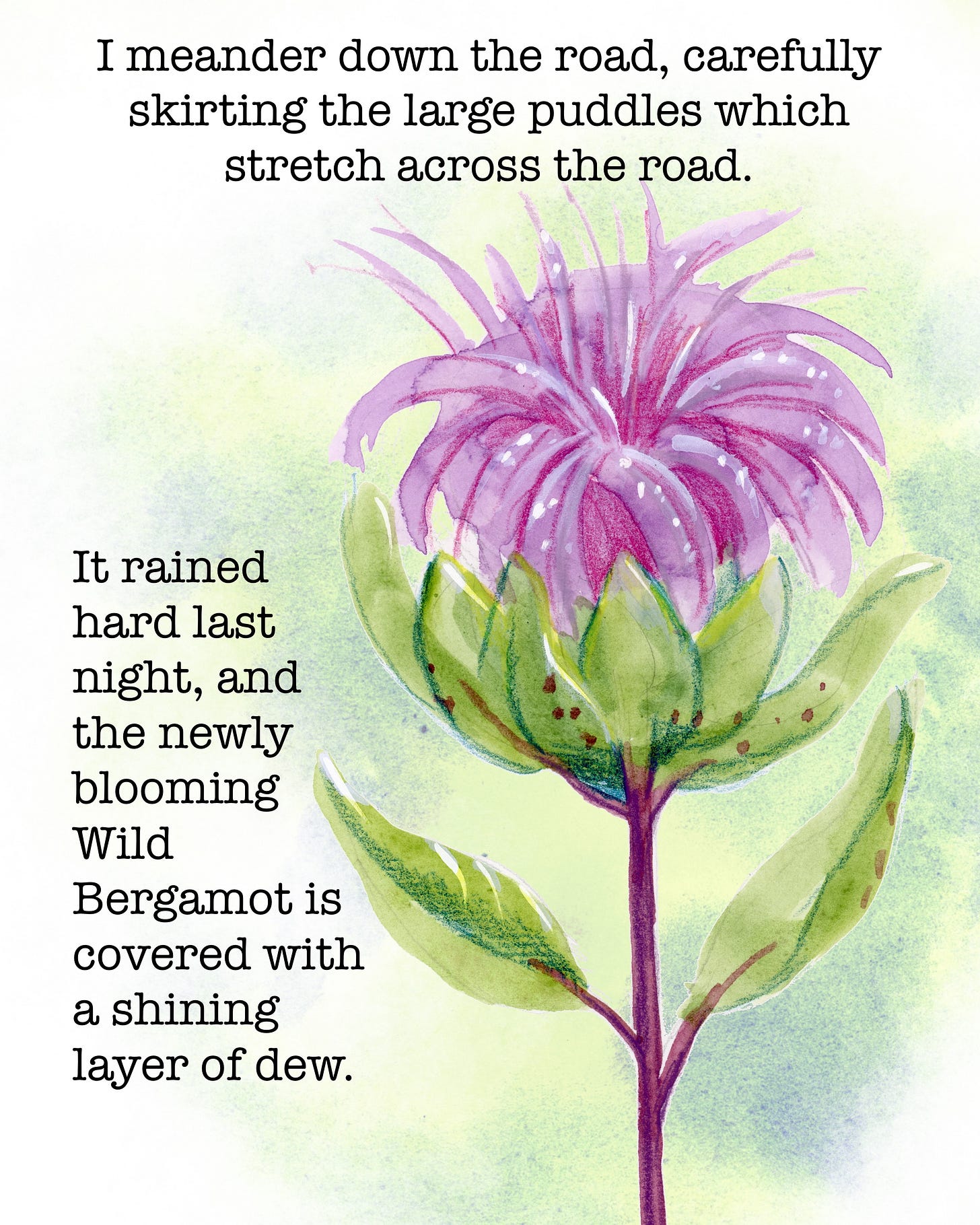 I meander down the road, carefully skirting the large puddles which stretch across the road. It rained hard last night, and the large patch of Willd Bergamot to my right is covered with a shining layer of dew. 