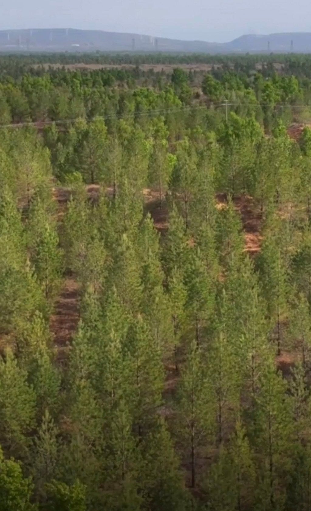 The fully grown forest, above, which Sakolsky’s money helped create. Photo: Sina The fully grown forest, above, which Sakolsky’s money helped create. Photo: Sina