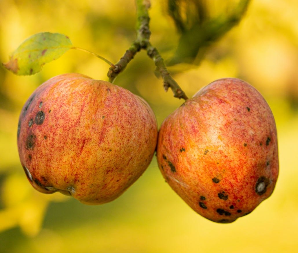 a couple of apples hanging from a tree
