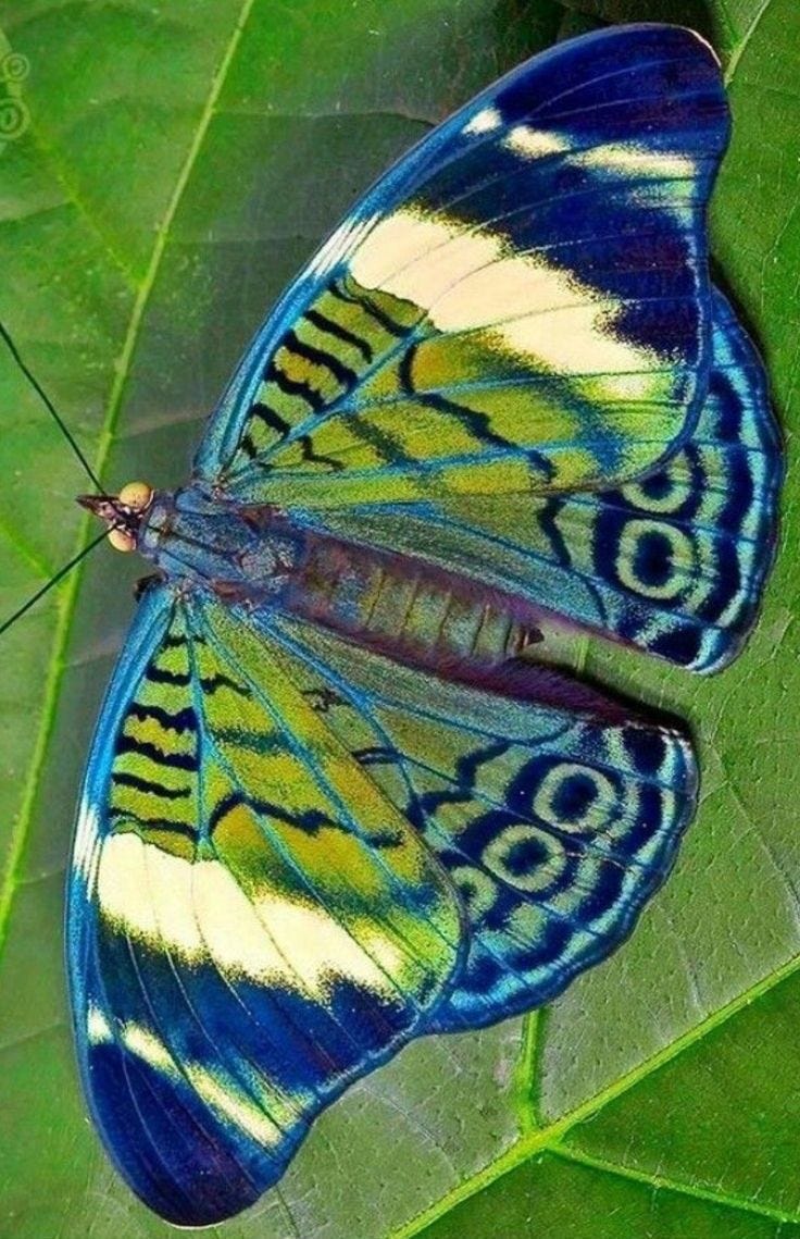 This may contain: a blue and yellow butterfly sitting on top of a green leaf