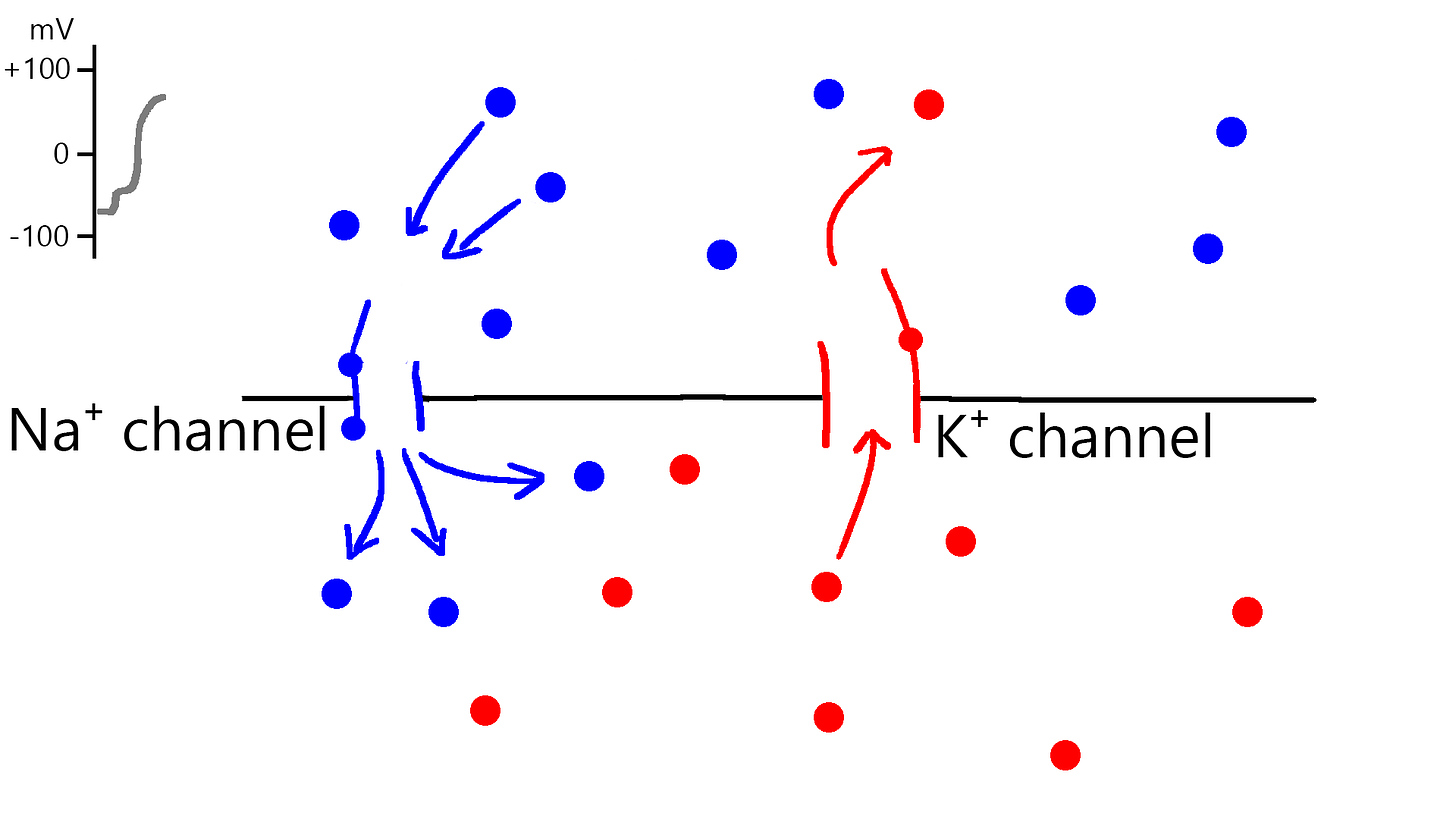 Voltage spikes up after the channels open. Na⁺ are flowing quickly, and K⁺ are flowing slowly. Na⁺ channel is about to close. Voltage spikes up after the channels open. Na⁺ are flowing quickly, and K⁺ are flowing slowly. Na⁺ channel is about to close.