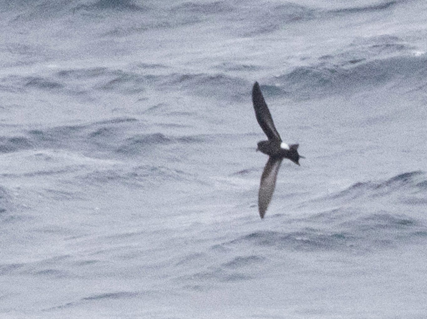 a blurry photo of a wilson's storm petrel flying away, showing two a white stripe along the underside of each wing.
