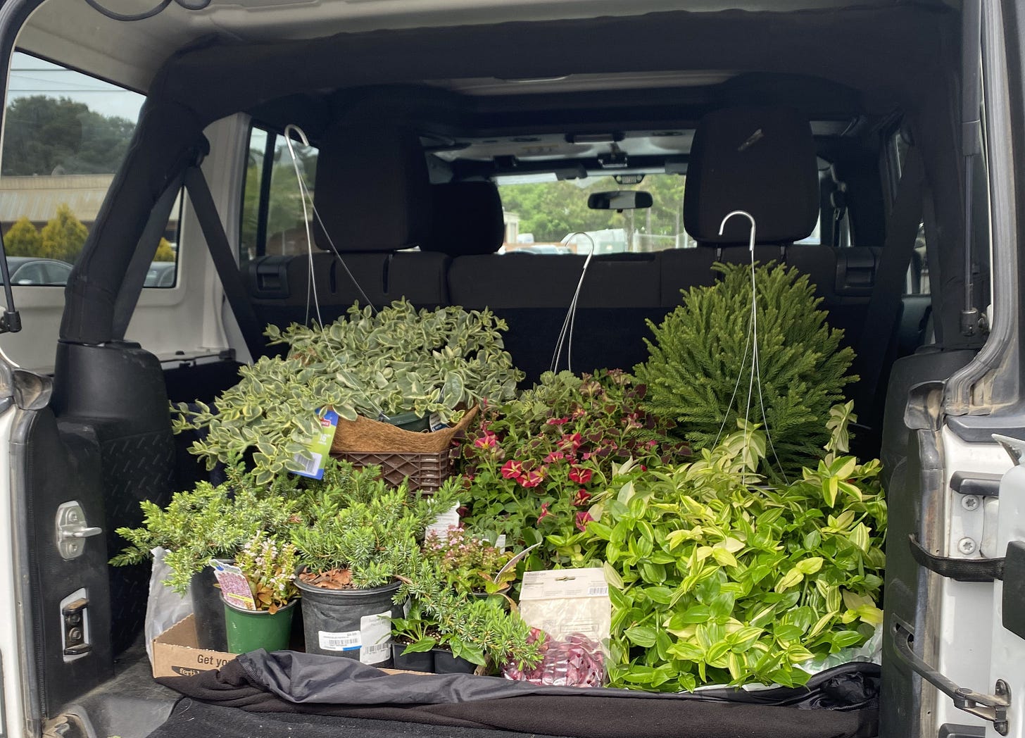 Porta-malas de carro cheio de plantas. Porta-malas de carro cheio de plantas.