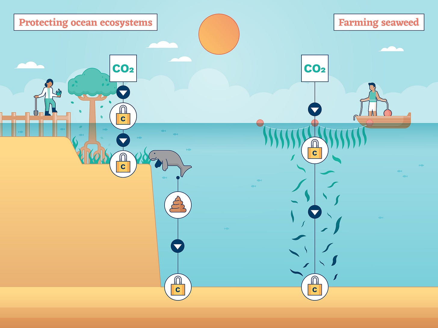 Diagram showing a cross section of the ocean, with a mangrove tree and manatee near the coast and a seaweed farm out at sea Diagram showing a cross section of the ocean, with a mangrove tree and manatee near the coast and a seaweed farm out at sea