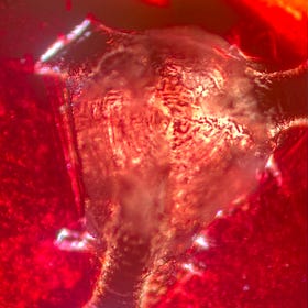 From liquid crystals and DNA - to nanotechnology