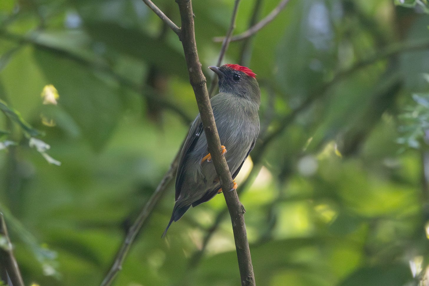 a greenish-black bird with a stubby bill, needle tail, and red cap perched on a twig and looking to the left.