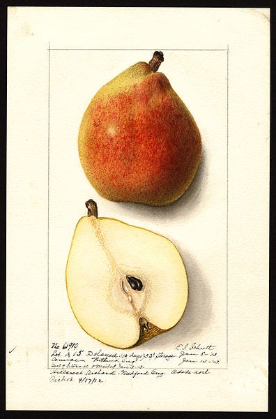 An illustration of a whole Oregon Comice pear and a cut-open pear by Ellen Isham Schutt