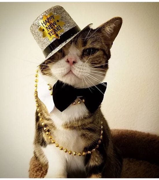 220 Cats ~ New Year Cats (Nye år Katter) ideas in 2021 | cat celebrating,  cats, cats and kittens