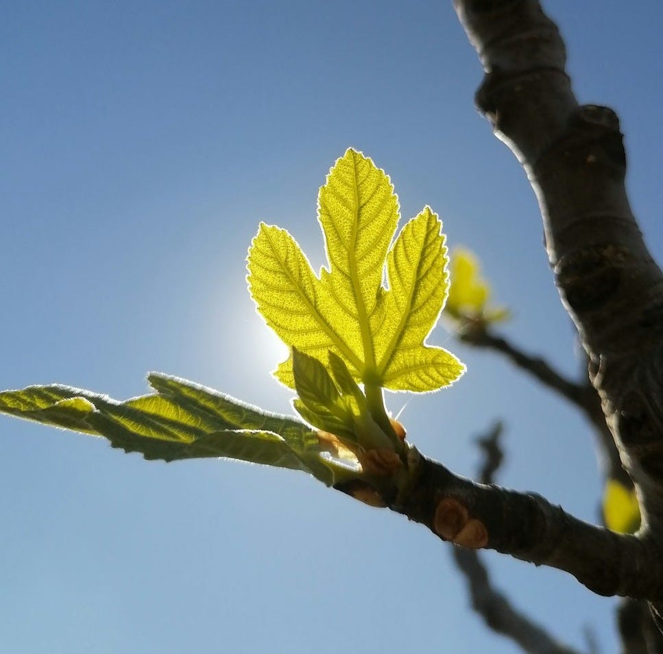 a green leaf on a tree branch against a blue sky a green leaf on a tree branch against a blue sky