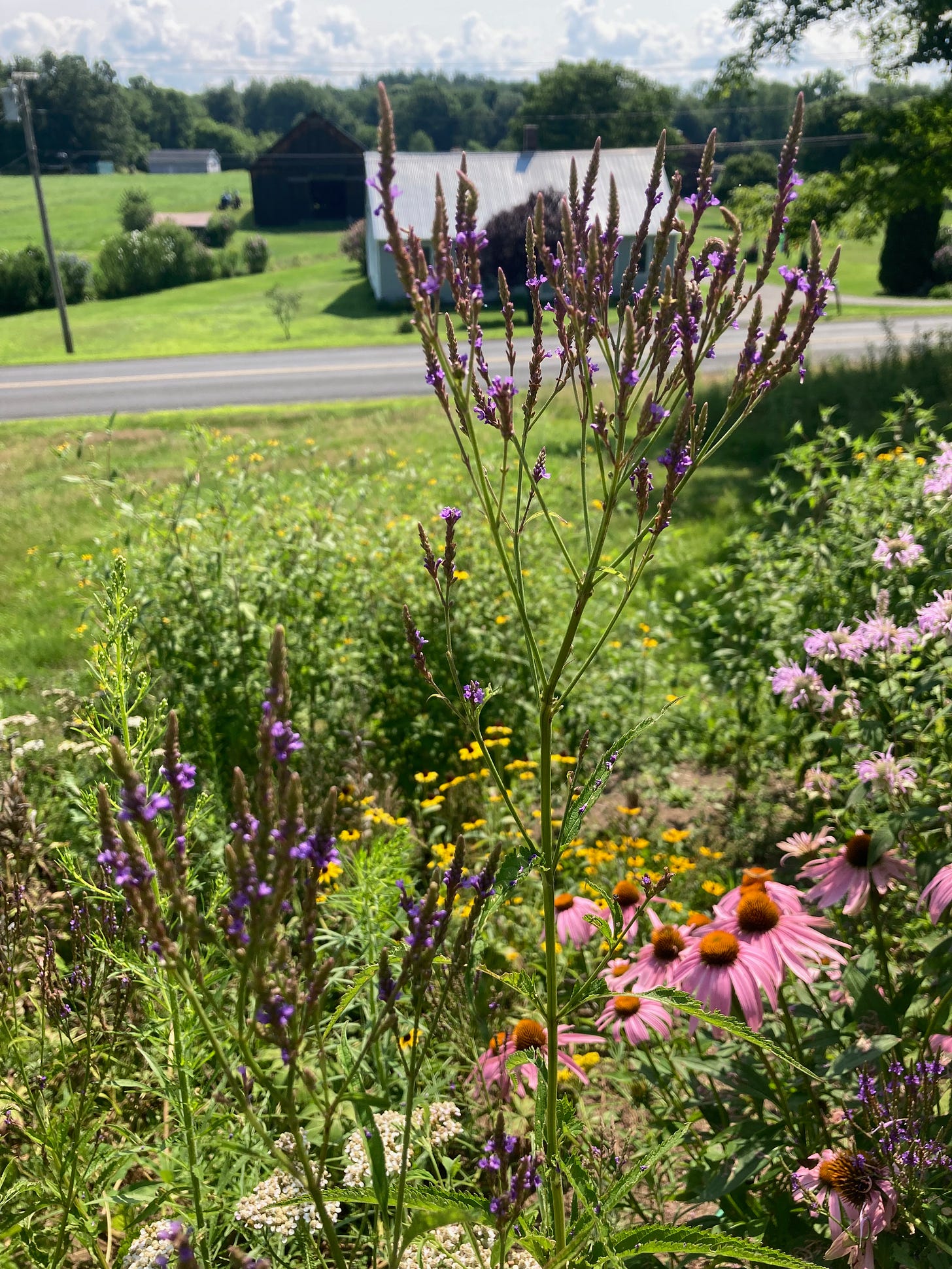 A tall spindly stalk of blue vervain in a colorful garden on a sunny day.