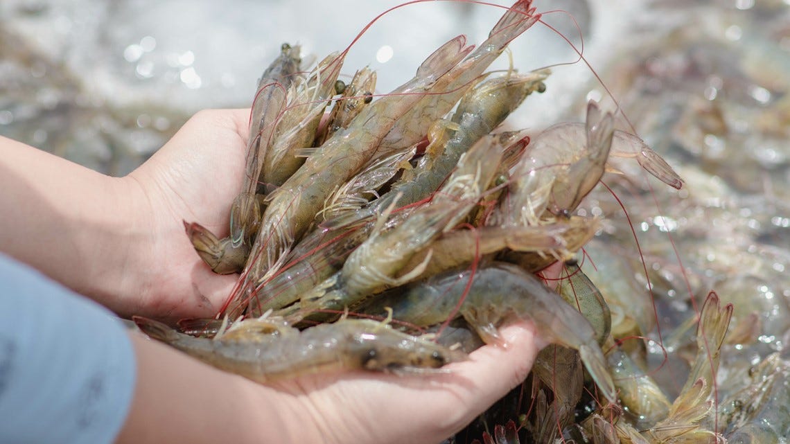 Sustainable shrimp farm coming to Indianapolis | wthr.com