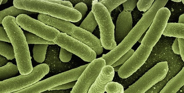 Green rod-shaped bacteria