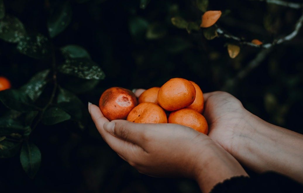 a person holding a bunch of oranges in their hands