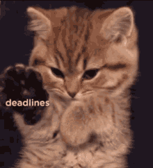 a close up of a kitten 's paw with the word deadlines written on it a close up of a kitten 's paw with the word deadlines written on it