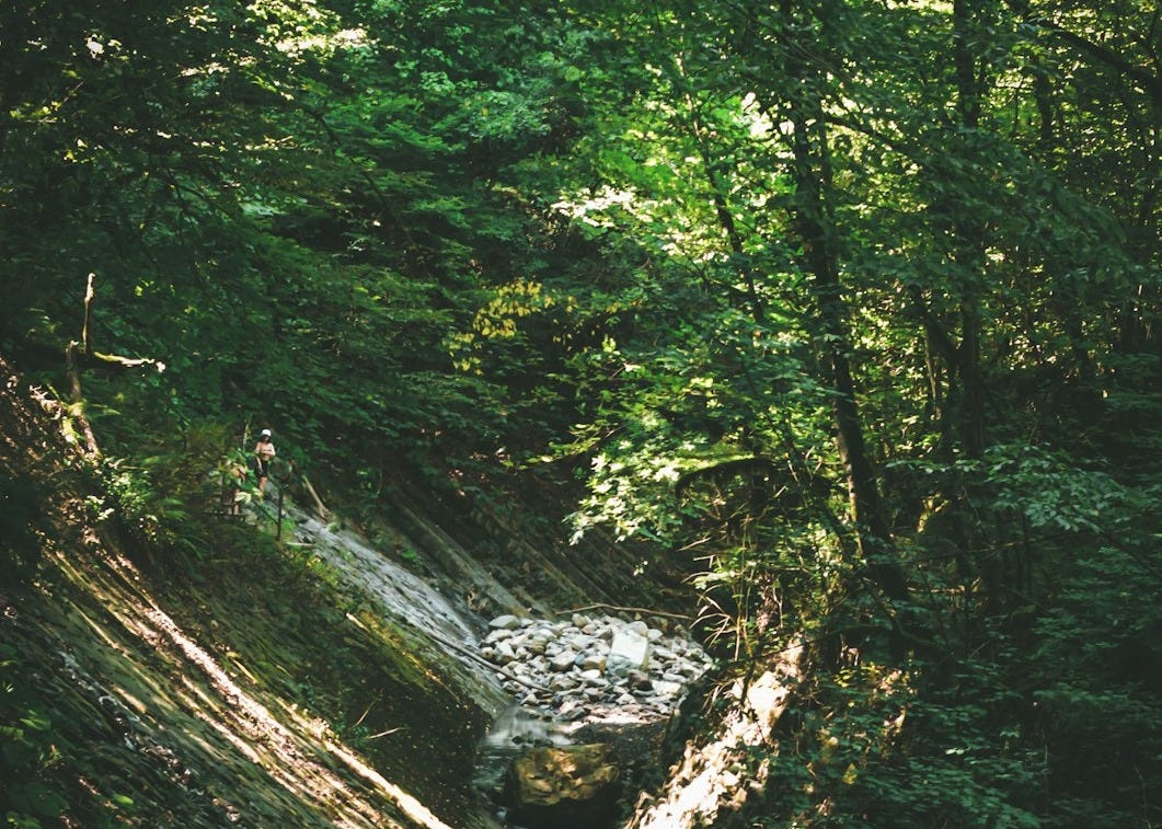 A stream running through a lush green forest