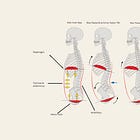 The Truth About Breathing and Posture: Why Alignment Starts with the Breath