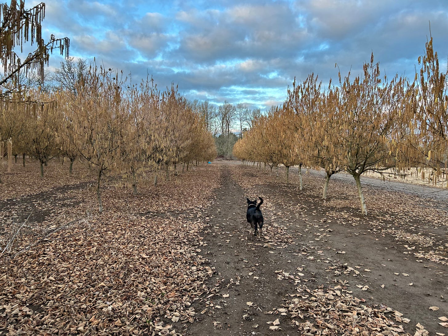 A black dog running away from the camera down a lane of a dry wintertime hazelnut grove under a cloudy but blue sky